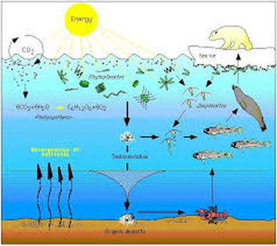 Ecosystem Relationships - jacob royle 8th grade science